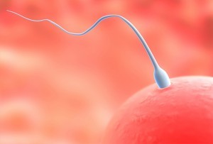 sperm-300x203